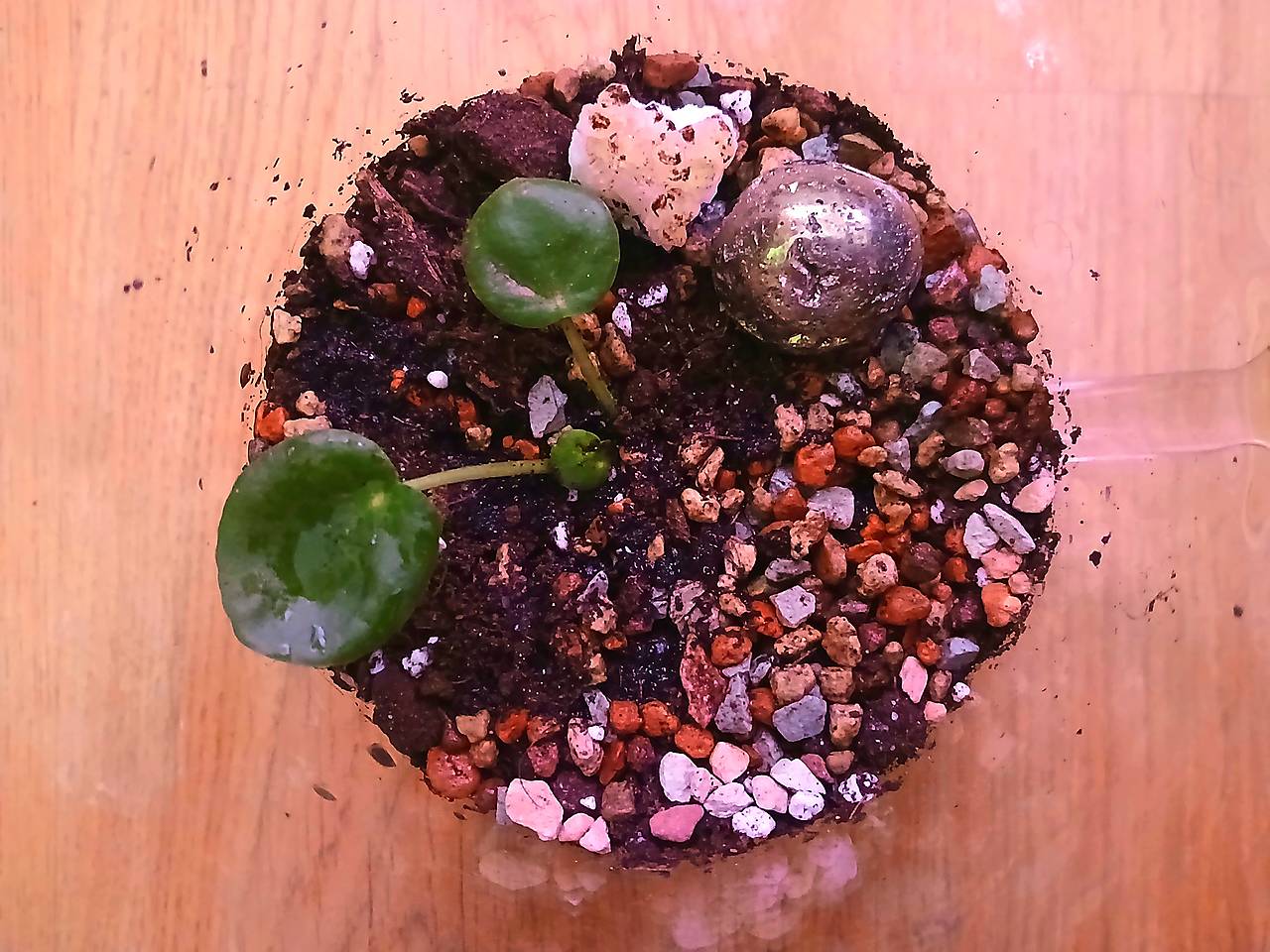 Terárium pro podporu financí a celkové hojnosti - Obrázek 2