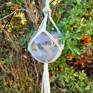 Živý vánoční kaktus ve skle