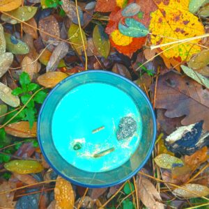 Novoroční svíčka pro celkovou hojnost